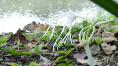 Güzel botanik fotoğrafı, doğal duvar kağıdı.