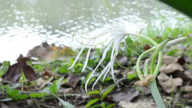 Bahçede beyaz çiçekler