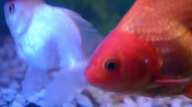 Akvaryumda kırmızı sazan balığı