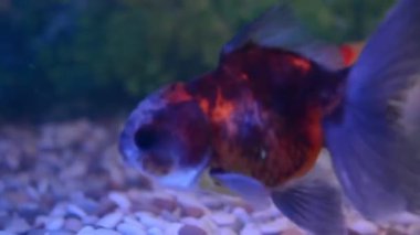 Akvaryumdaki balıklar