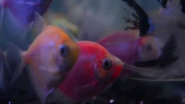 Bir balığa yaklaş.