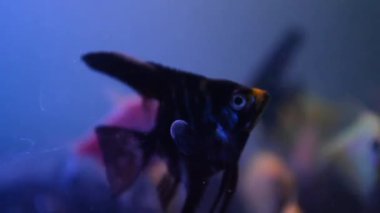 Akvaryumdaki balıklar