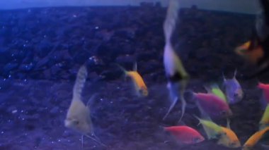 İçinde belgili tanımlık akvaryum balık yüzmek