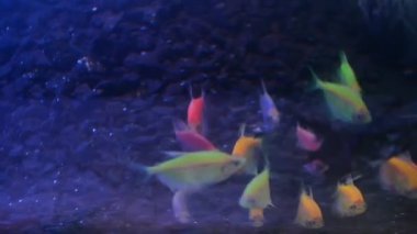 Akvaryumdaki renkli balıklar