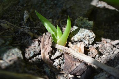 Bahçede büyüyen genç yeşil bitkiler.