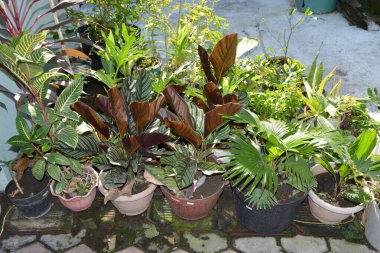 Güzel botanik fotoğrafı, doğal duvar kağıdı.