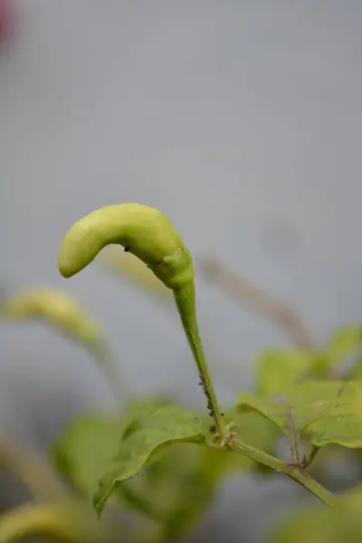 yeşil yapraklar, bitki ve hayvan