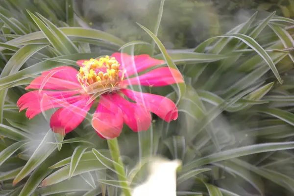 sabah güzel pembe çiçek