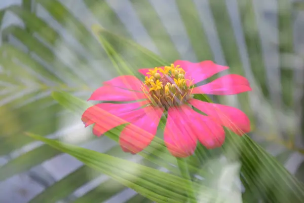 Bahçedeki güzel çiçekler