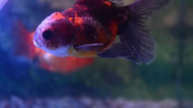 Akvaryumdaki kırmızı ve beyaz balıklar, yaklaşın.