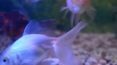 Akvaryumdaki güzel renkli balıklar