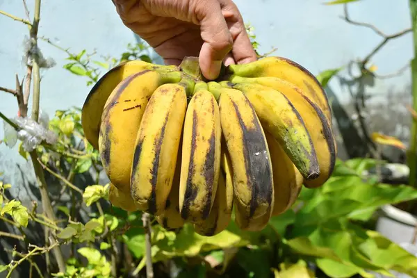 Elinde bir avuç muzu tutan biri.