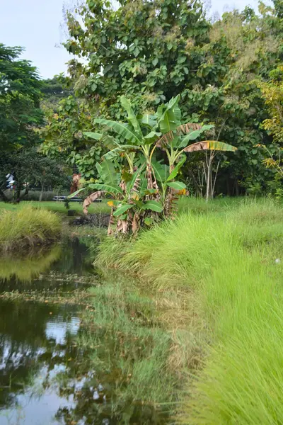 Nehir ve palmiye ağaçları olan güzel bir bahçe.