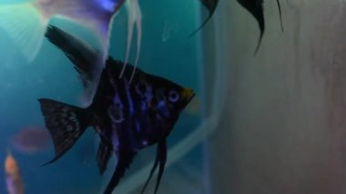 Renkli balıklara yaklaş