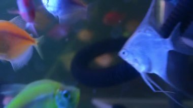 Mavi ve beyaz bir balığa yaklaş