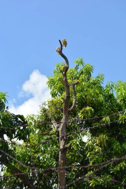 Bahçede yeşil yapraklar