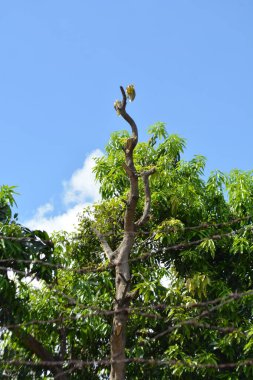 Parktaki güzel ağaç