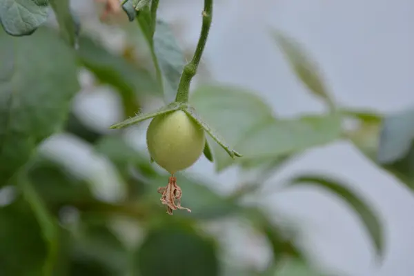 Taze domatesi kapatın.