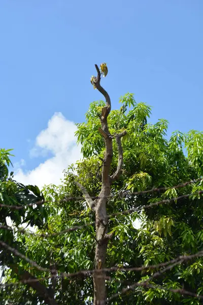 Bahçede yeşil yapraklar