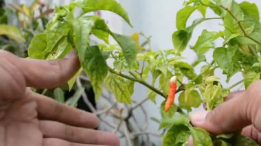 Genç bir kadının eli bahçede bir bitki tutuyor, bitki bir serayla yetişiyor. Bahçe işleri konsepti. seçici odak