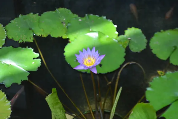 Bahçedeki nilüfer çiçeği