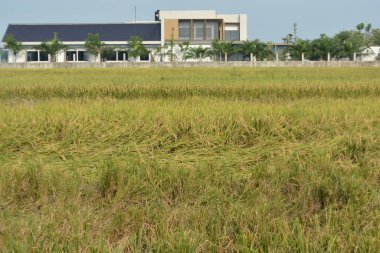 Mavi gökyüzü olan pirinç tarlası