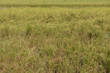 Tarlada çeltik pirinç