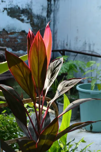 Güzel botanik fotoğrafı, doğal duvar kağıdı.