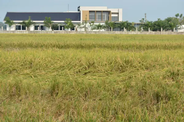 Parkın güzel manzarası