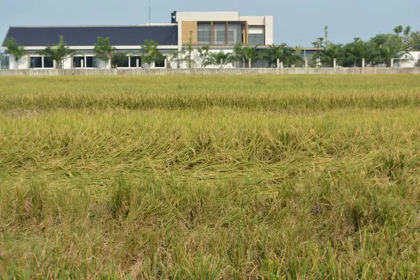 Mavi gökyüzü olan pirinç tarlası