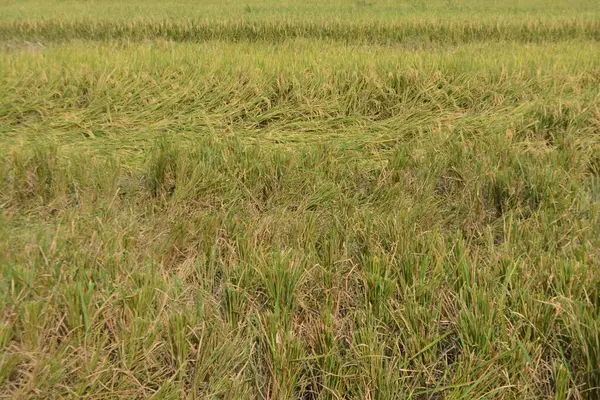 pirinç tarlası ve çeltik