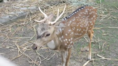 Parktaki güzel genç geyik