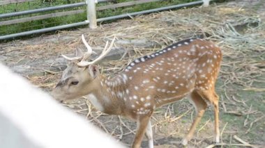 Hayvanat bahçesindeki geyik