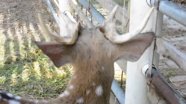 Hayvanat bahçesindeki geyik