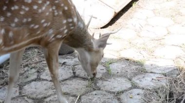 Bir geyiğin yakın çekimi.