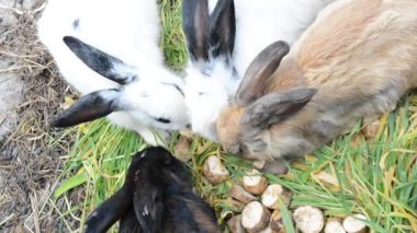 Çimlerde tavşan ve tavşan, hayvan ve evcil hayvan