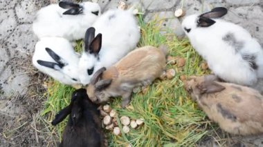 Çimlerin üzerinde bir grup evcil hayvan