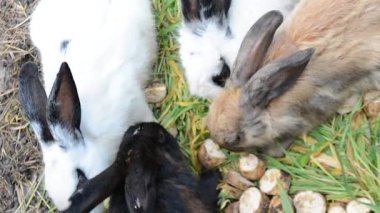 Çiftlikteki beyaz tavşanlar