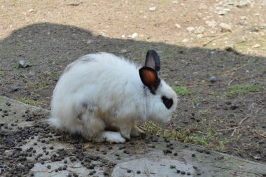 Çimenlikteki tavşan