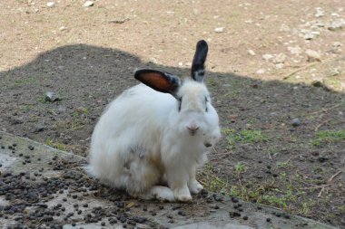 Beyaz şirin bir tavşanın yakın plan fotoğrafı.