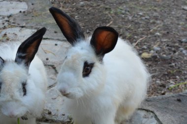 Bahçedeki beyaz tavşan