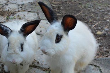 Çiftlikteki beyaz tavşan