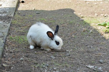Bahçedeki beyaz tavşan
