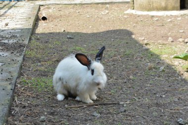 Bahçede beyaz bir tavşan