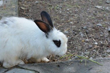 Beyaz bir tavşanın yakın plan fotoğrafı.