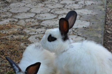 Siyah gözlü beyaz bir tavşan.