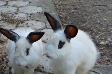 Çimlerde iki beyaz tavşan.