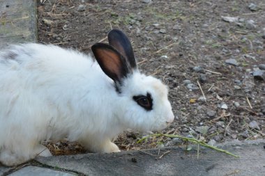 Yeşil çimlerin üzerinde küçük şirin bir tavşan. Bahçenin doğal arka planında genç bahar tavşanı bahçede tavşancılık oynuyor. Parkta sevgi dolu bir hayvan