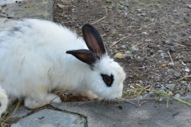 Yerdeki küçük tavşan. Tavşan ot yiyor..