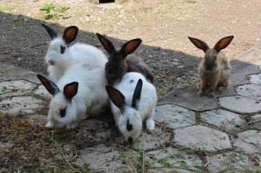 Tavşan Hayvanat Bahçesi